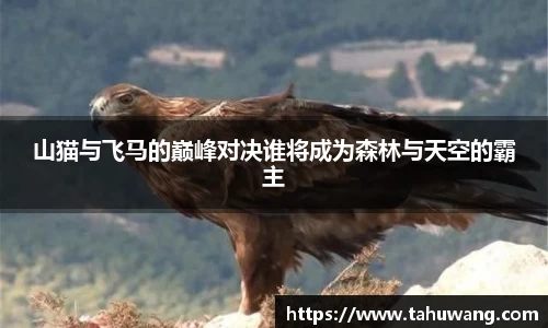 山猫与飞马的巅峰对决谁将成为森林与天空的霸主
